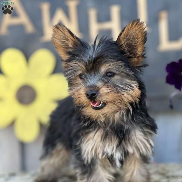 Beauty, Yorkie Puppy