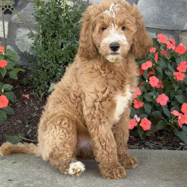 Pearl, Goldendoodle Puppy