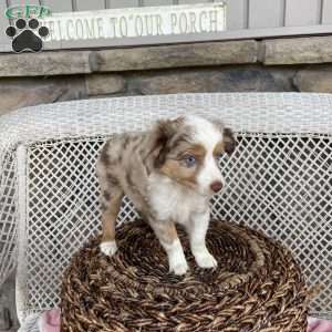 Mocho, Miniature Australian Shepherd Puppy