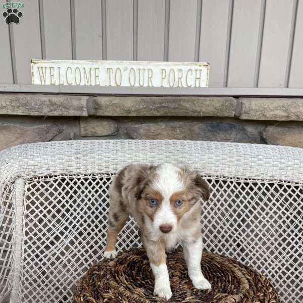Mocho, Miniature Australian Shepherd Puppy