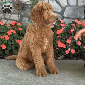 Penny, Goldendoodle Puppy