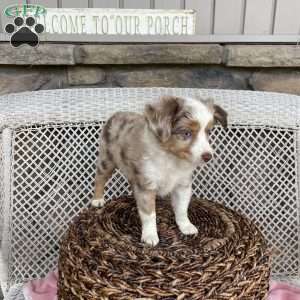 Mocho, Miniature Australian Shepherd Puppy