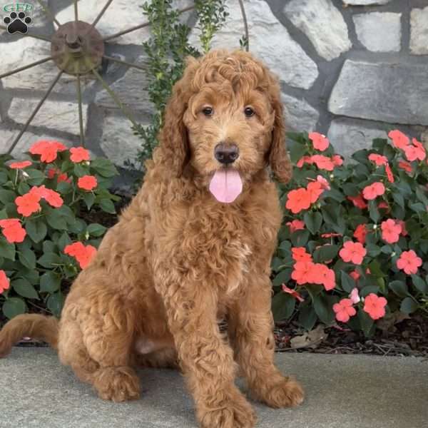 Penny, Goldendoodle Puppy