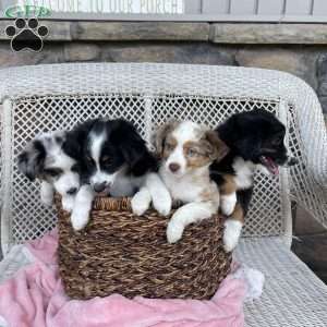 Mocho, Miniature Australian Shepherd Puppy