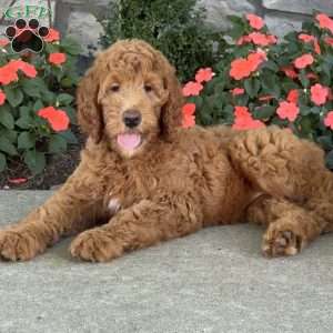 Penny, Goldendoodle Puppy