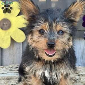Bentley, Yorkie Puppy
