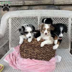 Mocho, Miniature Australian Shepherd Puppy