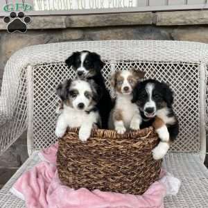 Carla, Miniature Australian Shepherd Puppy