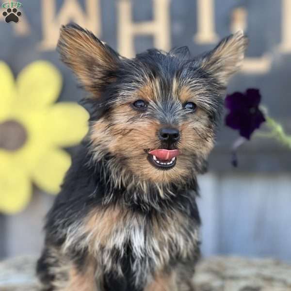 Bentley, Yorkie Puppy