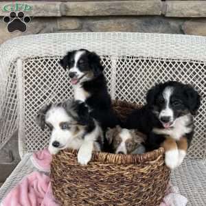 Carla, Miniature Australian Shepherd Puppy