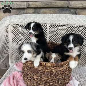 Carla, Miniature Australian Shepherd Puppy