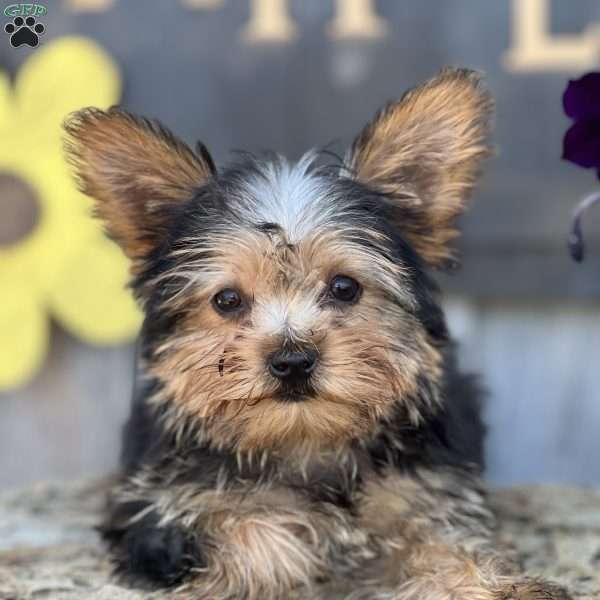 Bear, Yorkie Puppy