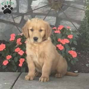 Duncan, Golden Retriever Puppy