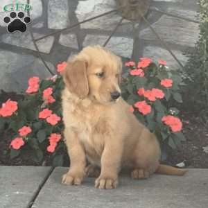 Duncan, Golden Retriever Puppy