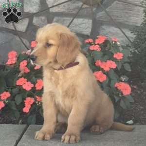 Duncan, Golden Retriever Puppy