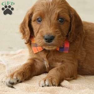 Paris, Irish Doodle Puppy