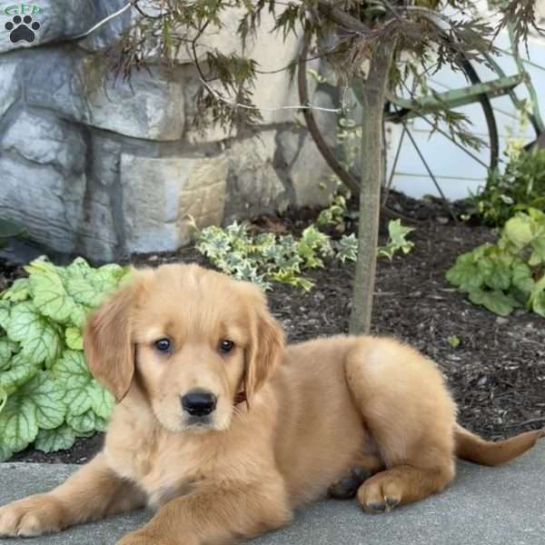 Duncan, Golden Retriever Puppy