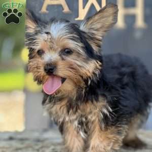 Bear, Yorkie Puppy