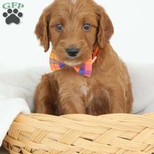 Paris, Irish Doodle Puppy