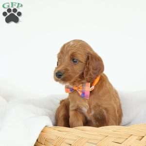 Paris, Irish Doodle Puppy