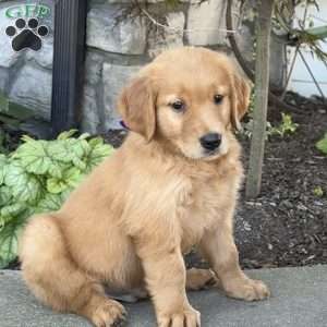 Dude, Golden Retriever Puppy