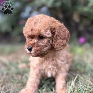 Willow, Cavapoo Puppy