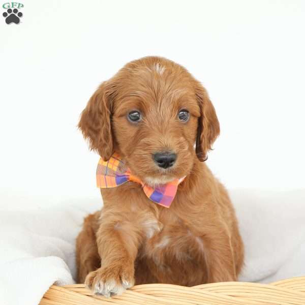 Paris, Irish Doodle Puppy