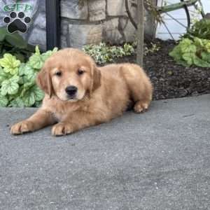 Dude, Golden Retriever Puppy
