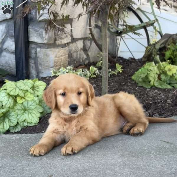 Dude, Golden Retriever Puppy