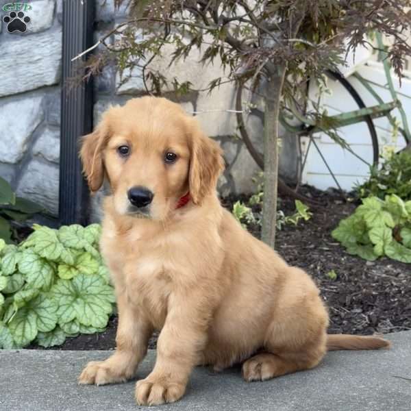 Digger, Golden Retriever Puppy