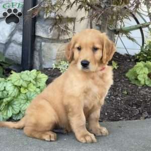 Digger, Golden Retriever Puppy