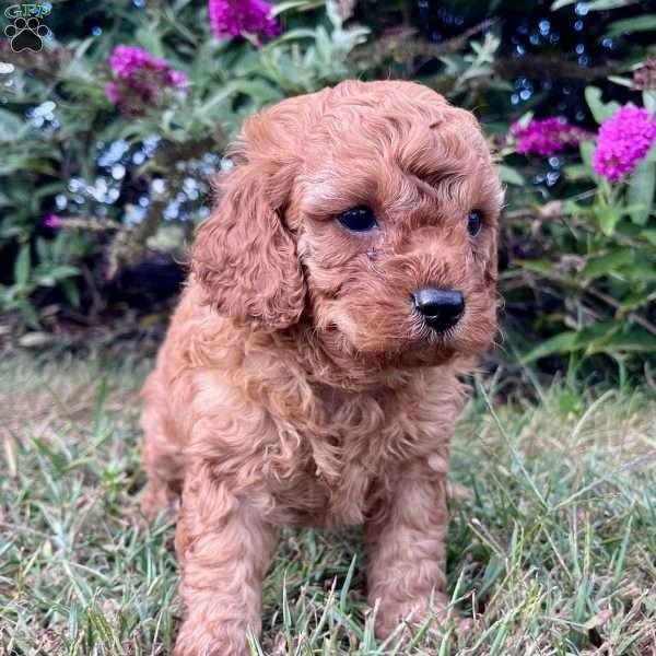 Oakley, Cavapoo Puppy