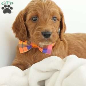 Paris, Irish Doodle Puppy