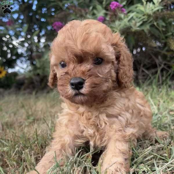 Willow, Cavapoo Puppy