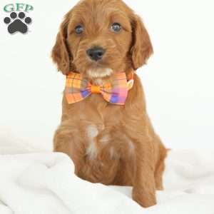 Paris, Irish Doodle Puppy