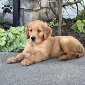 Digger, Golden Retriever Puppy