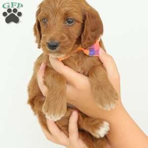 Paris, Irish Doodle Puppy