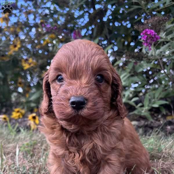 Aston, Cavapoo Puppy