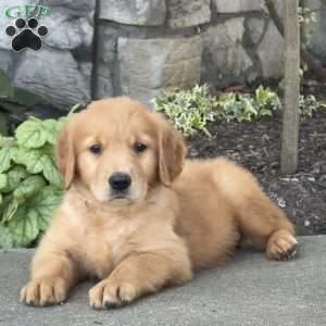 Dusty, Golden Retriever Puppy