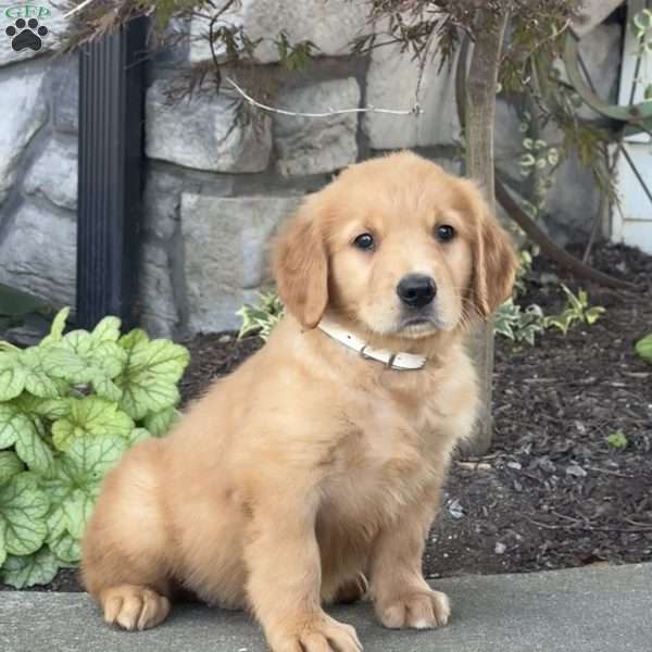 Dusty, Golden Retriever Puppy