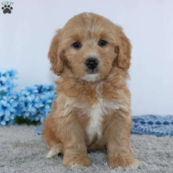 Adriel, Mini Goldendoodle Puppy