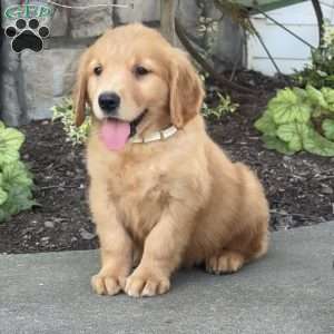 Dusty, Golden Retriever Puppy