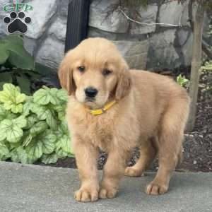Diesel, Golden Retriever Puppy