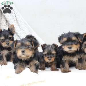 Bentley, Yorkie Puppy