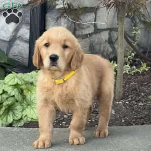 Diesel, Golden Retriever Puppy