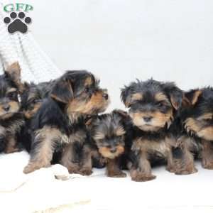 Bentley, Yorkie Puppy