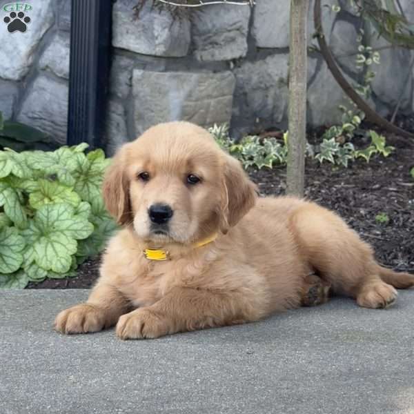 Diesel, Golden Retriever Puppy