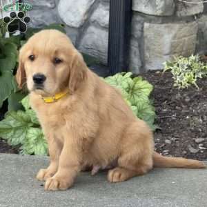 Diesel, Golden Retriever Puppy
