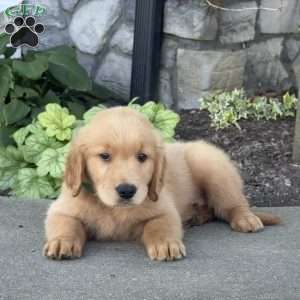 Diego, Golden Retriever Puppy