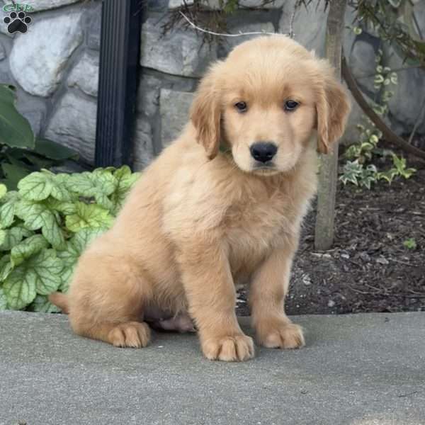 Diego, Golden Retriever Puppy